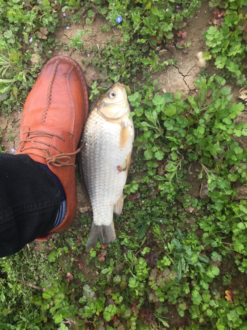 中秋放假求一个钓鱼的塘子,收费的,最好是野生鱼,有的塘主留个电话