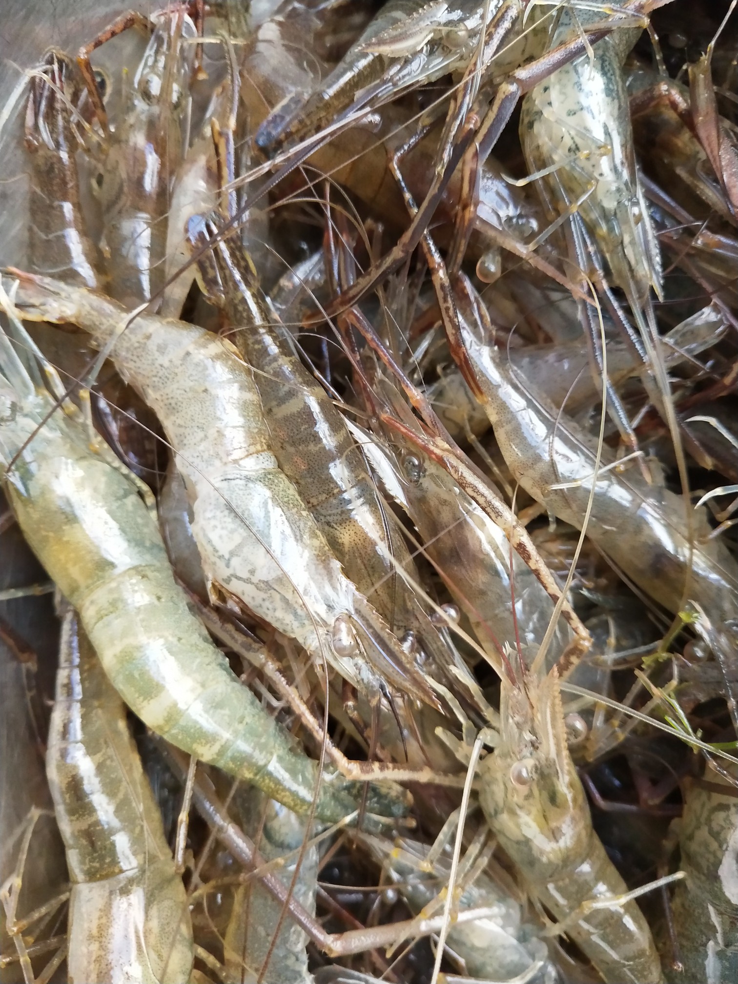 达赉湖虾图片