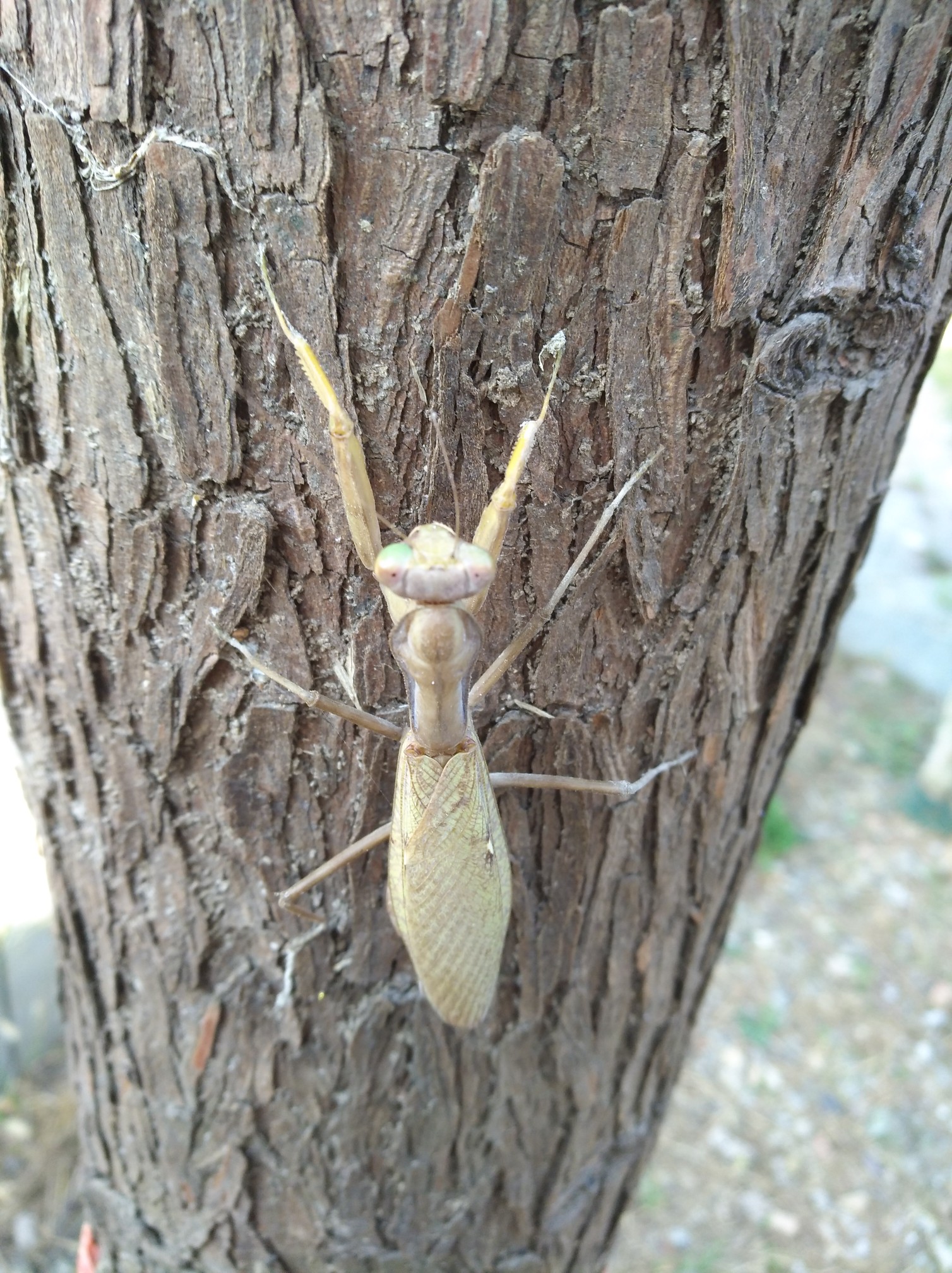 一只母螳螂