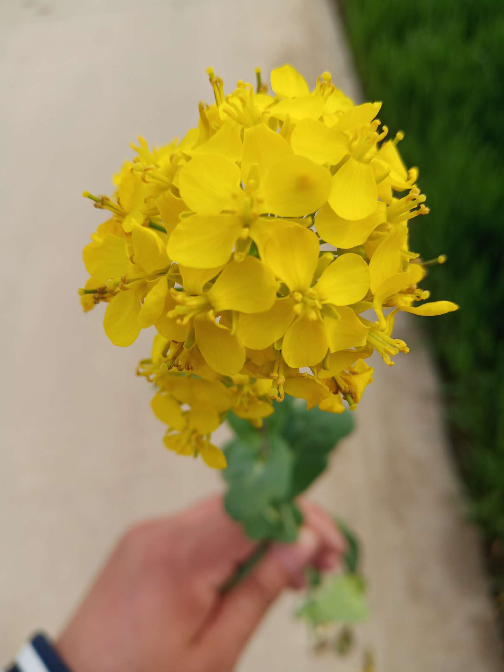 你看这韭菜,长的多茂盛