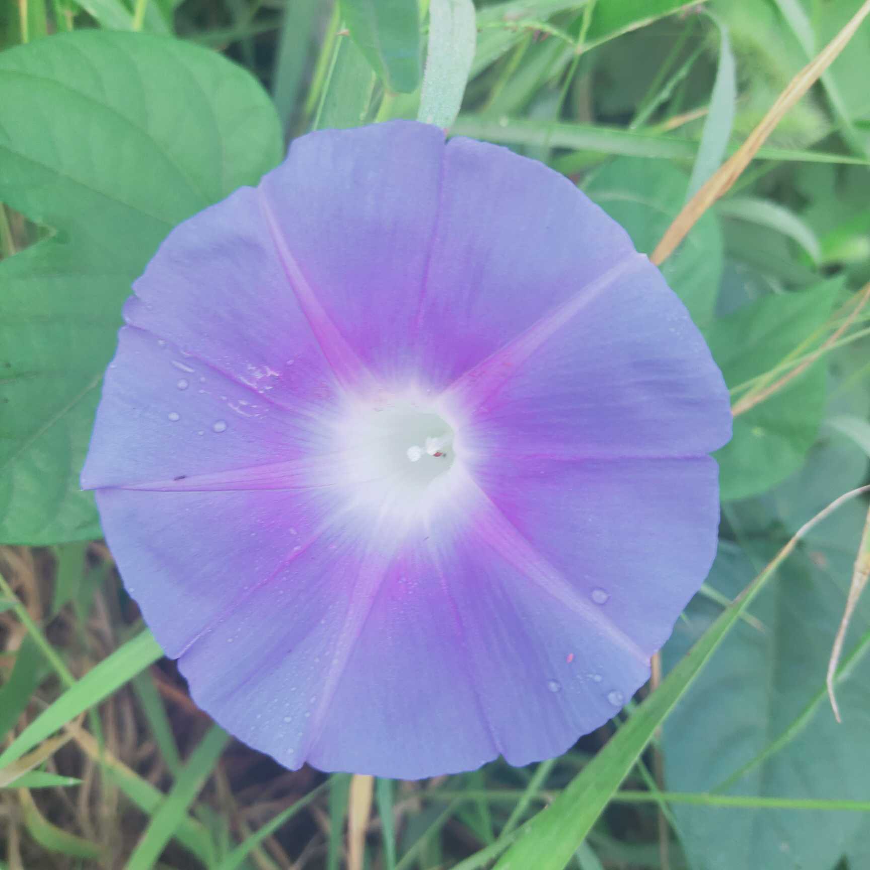 类似喇叭花的紫色花图片