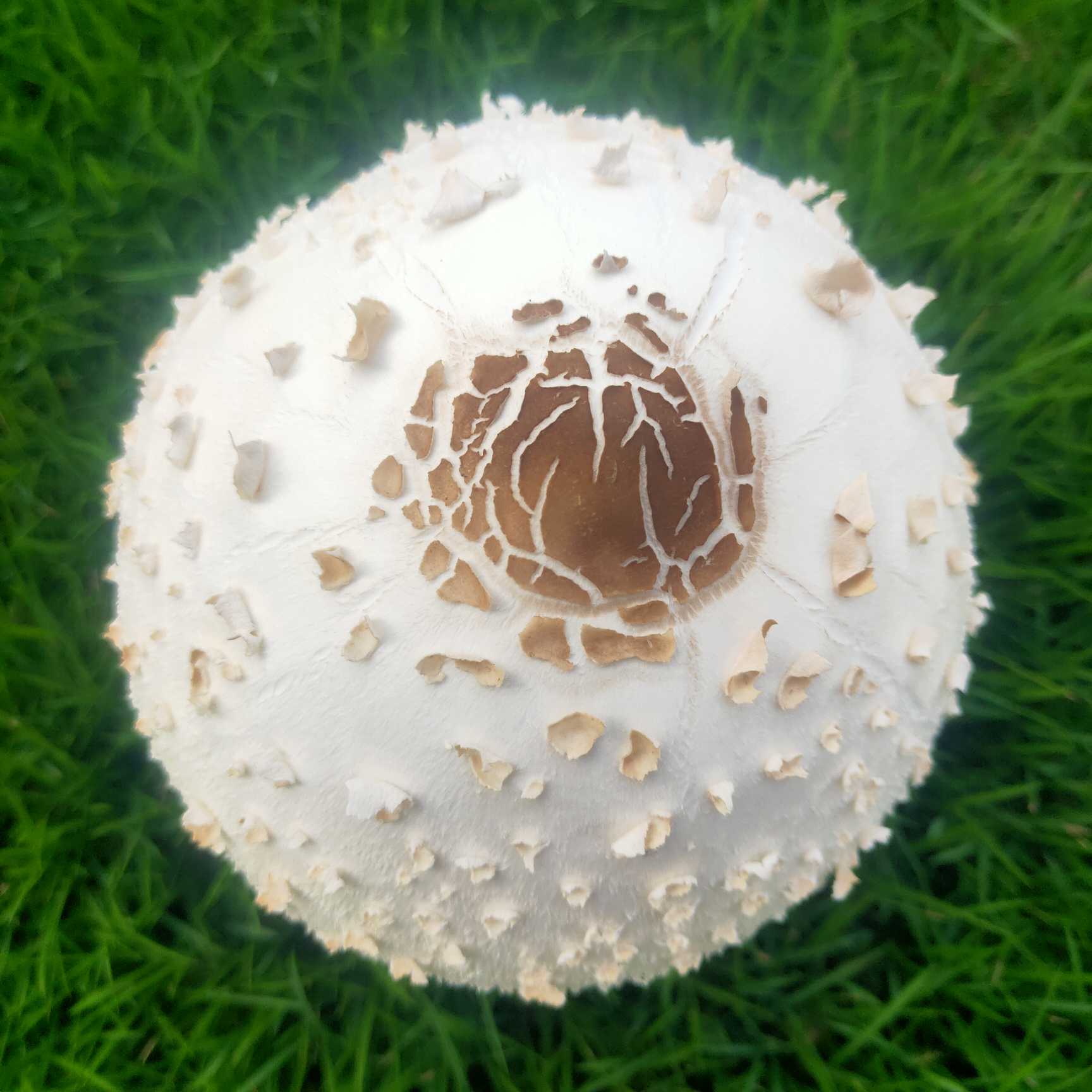 有坛友知道这草坪上新长出来的蘑菇能吃吗?