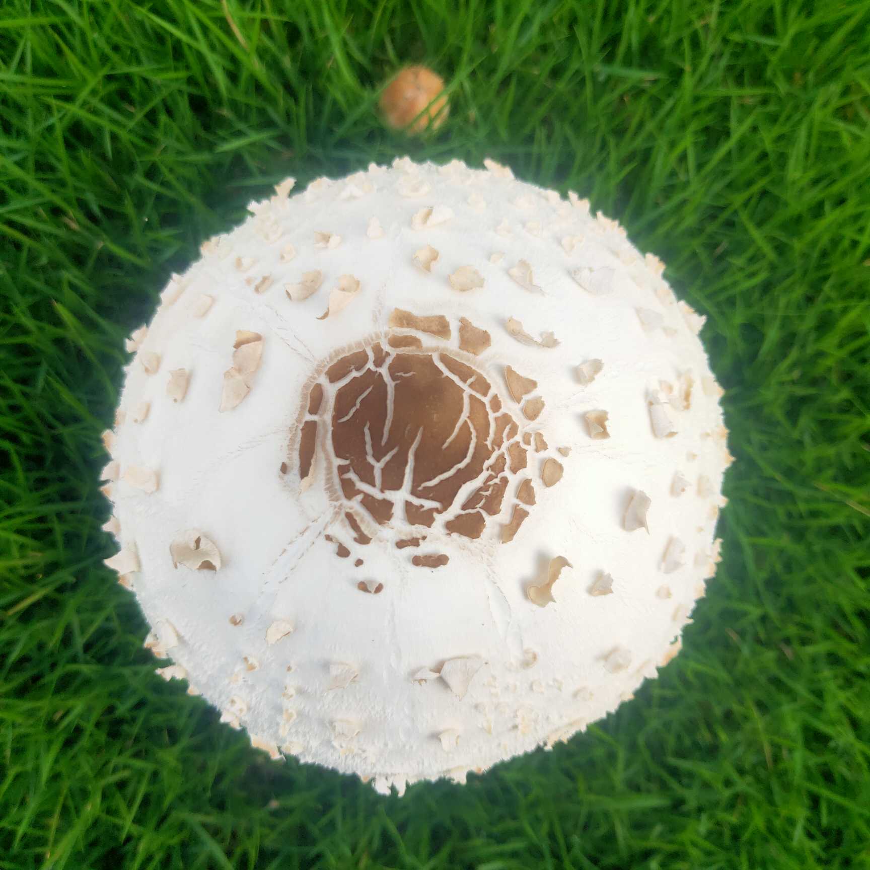 有坛友知道这草坪上新长出来的蘑菇能吃吗?