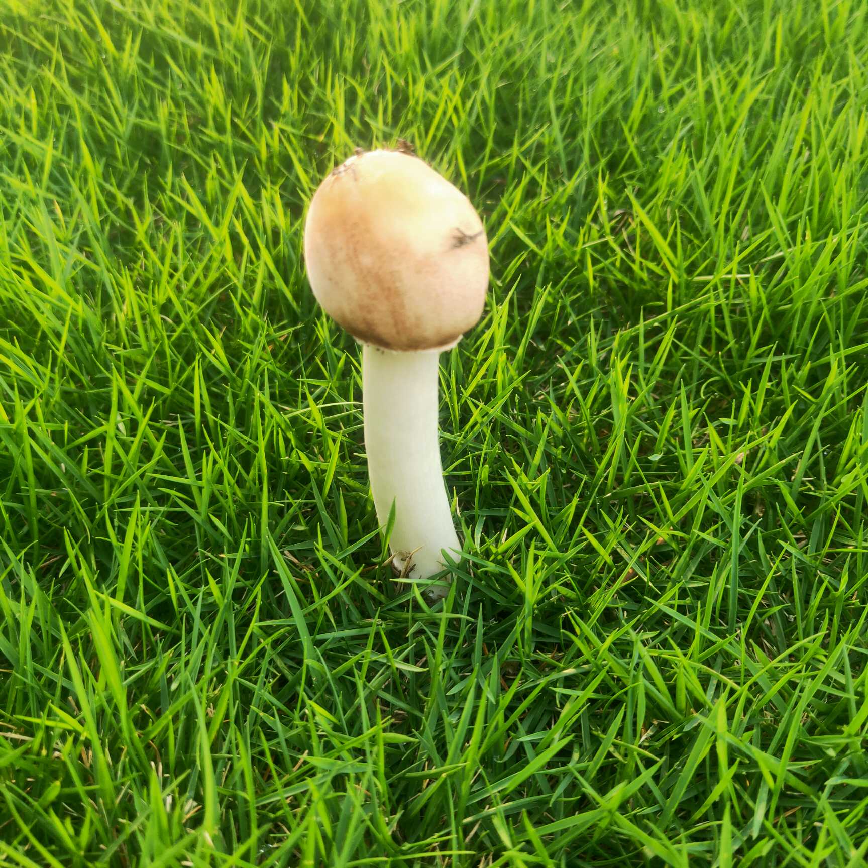 草坪上常见的蘑菇图片