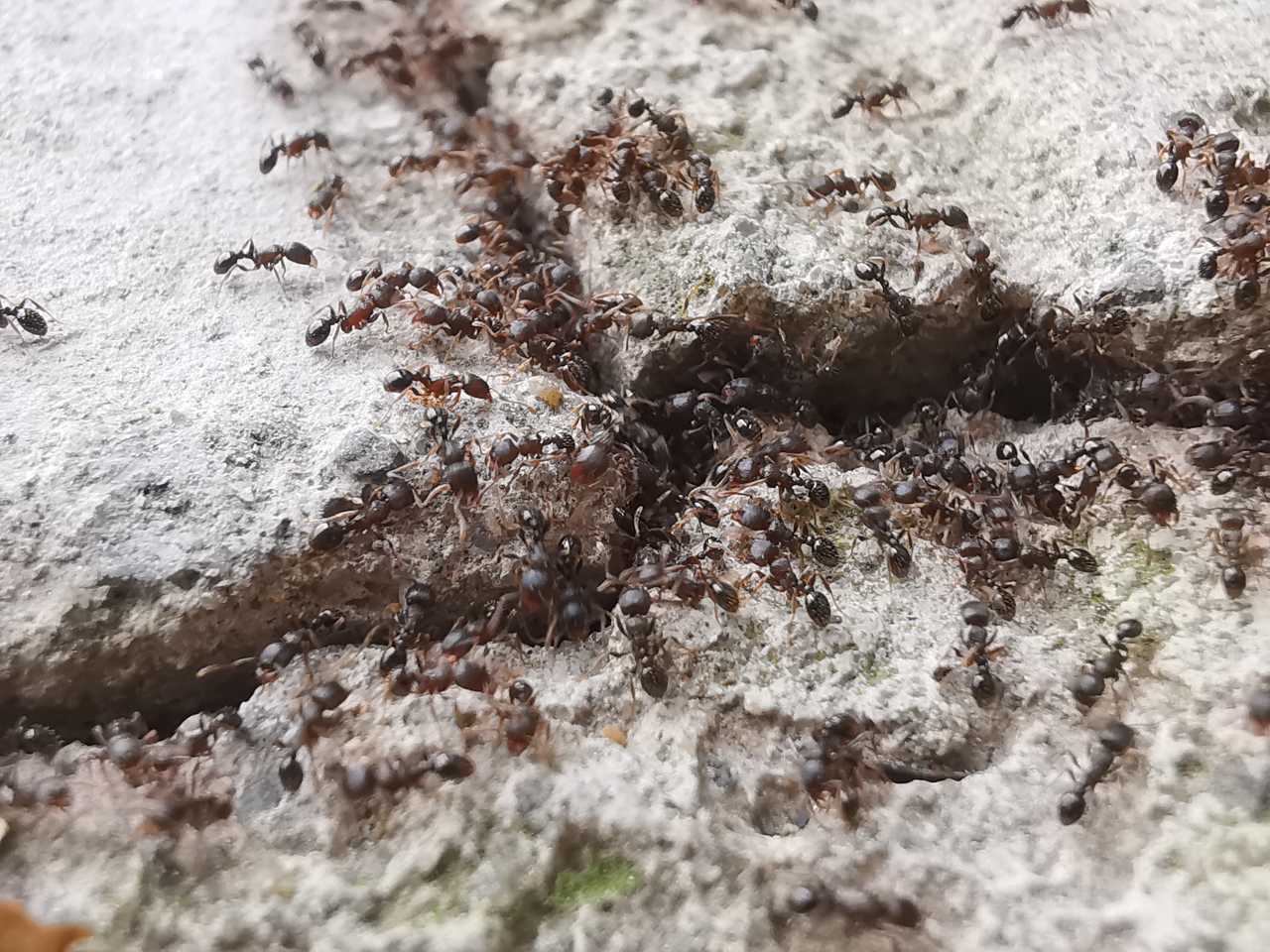 蚂蚁搬家要下雨