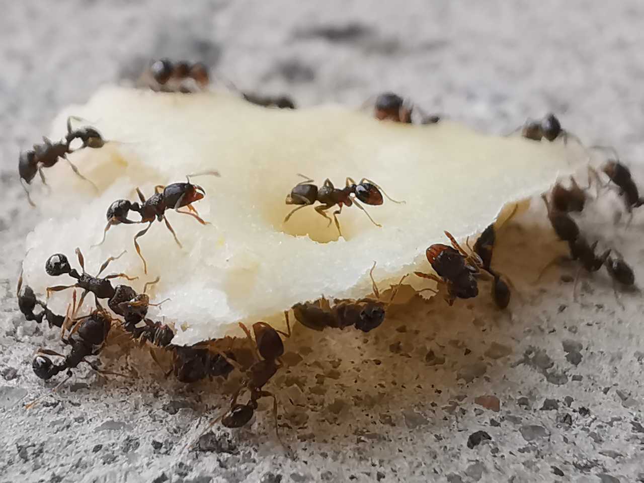 小蚂蚁搬食物的图片图片