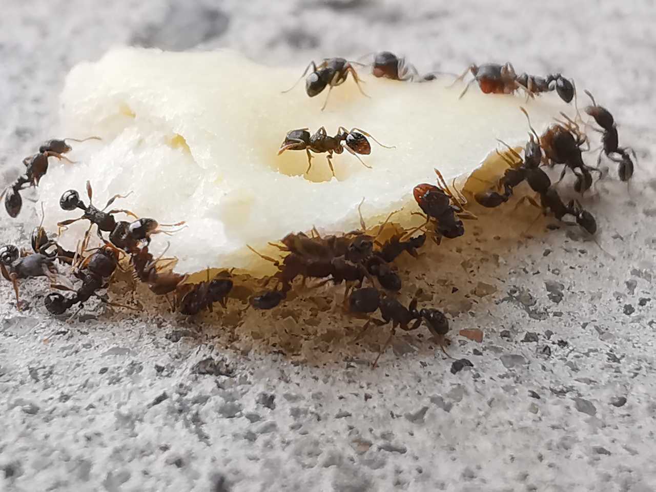 蚂蚁搬食物的图片图片