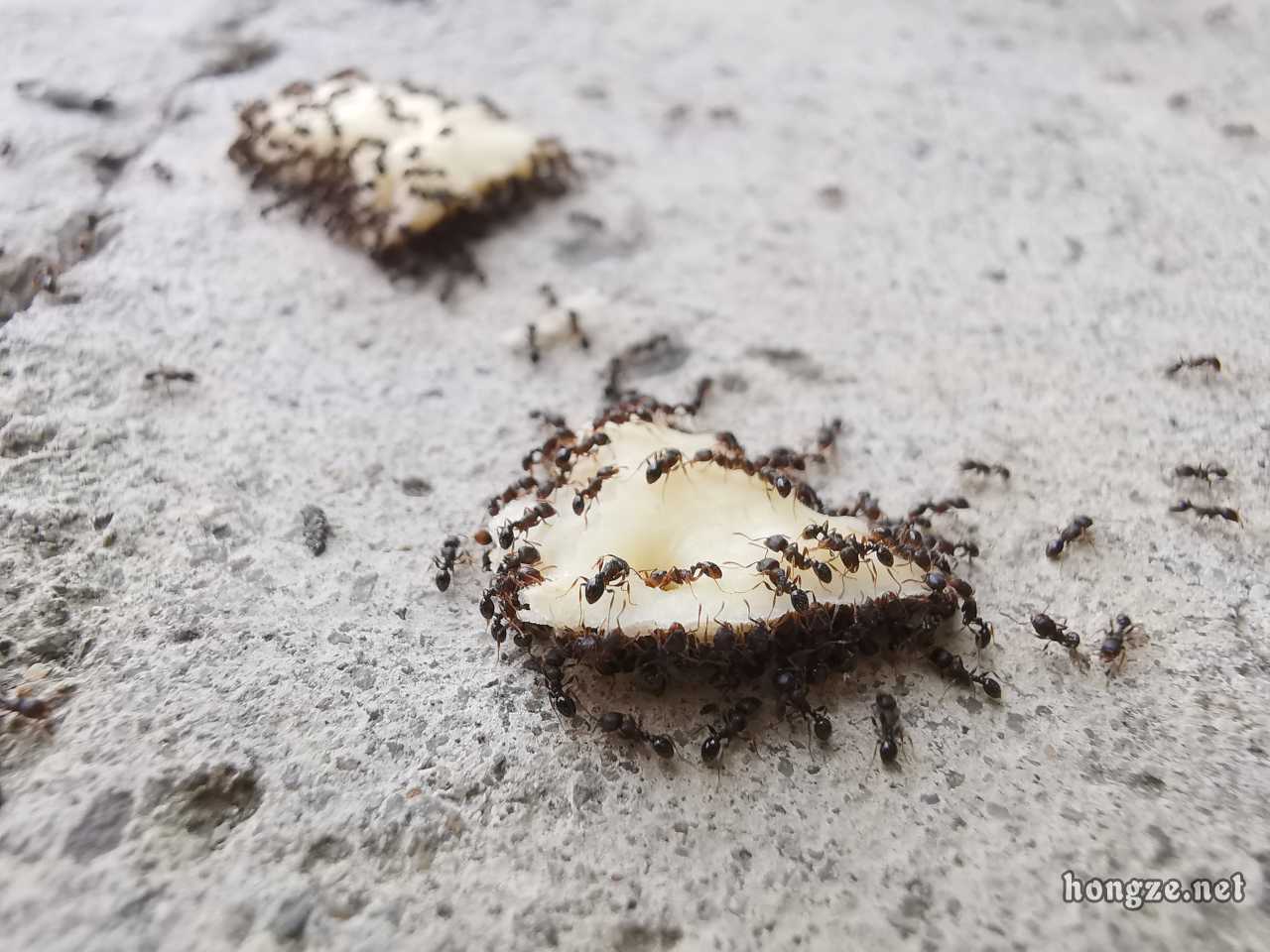 蚂蚁搬饼干