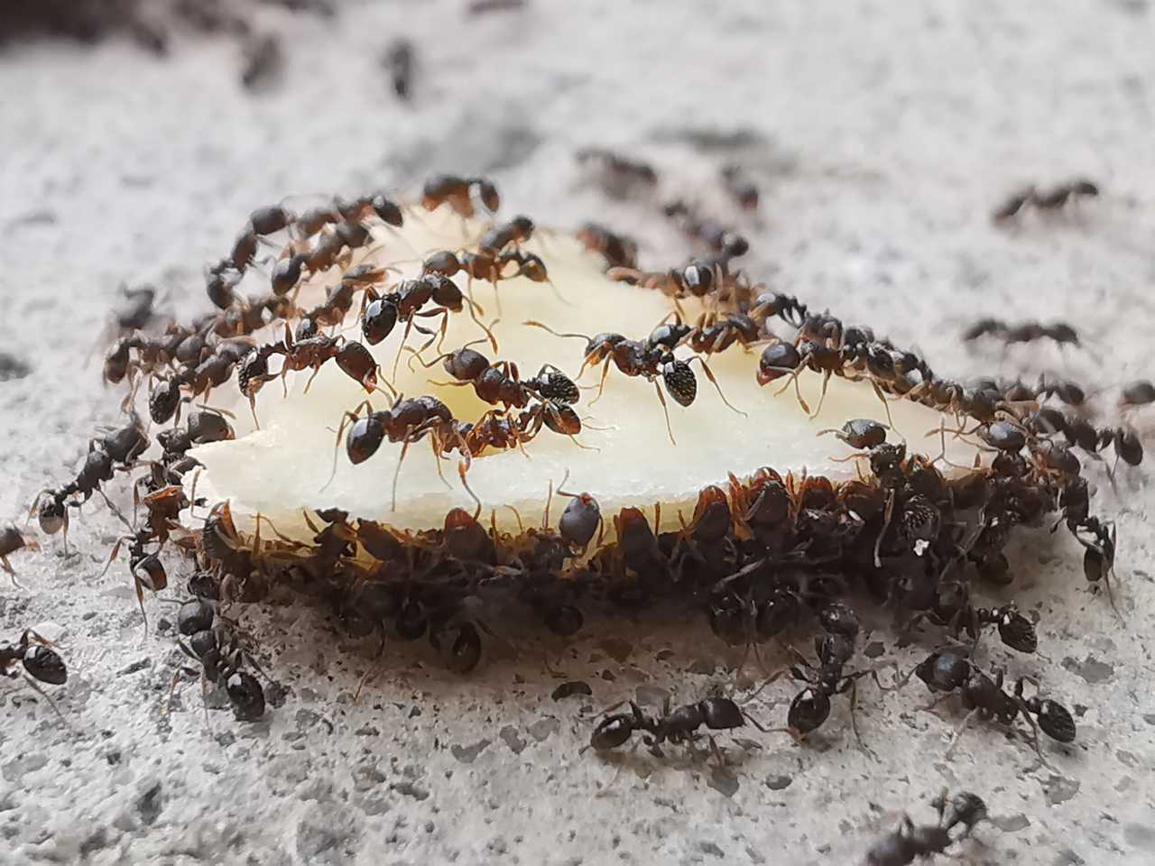 蚂蚁搬食物的图片图片