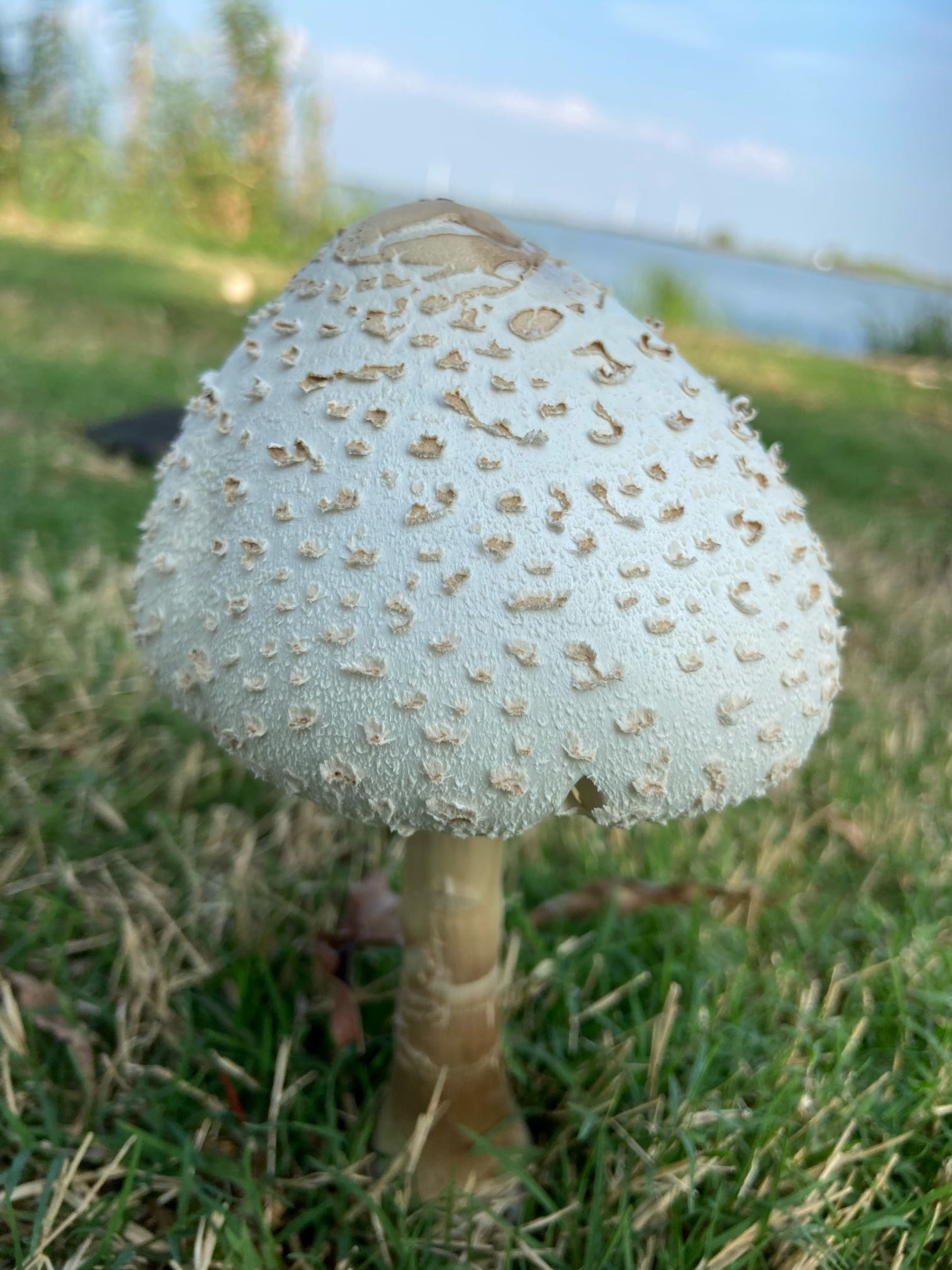白色伞状镂空蘑菇图片