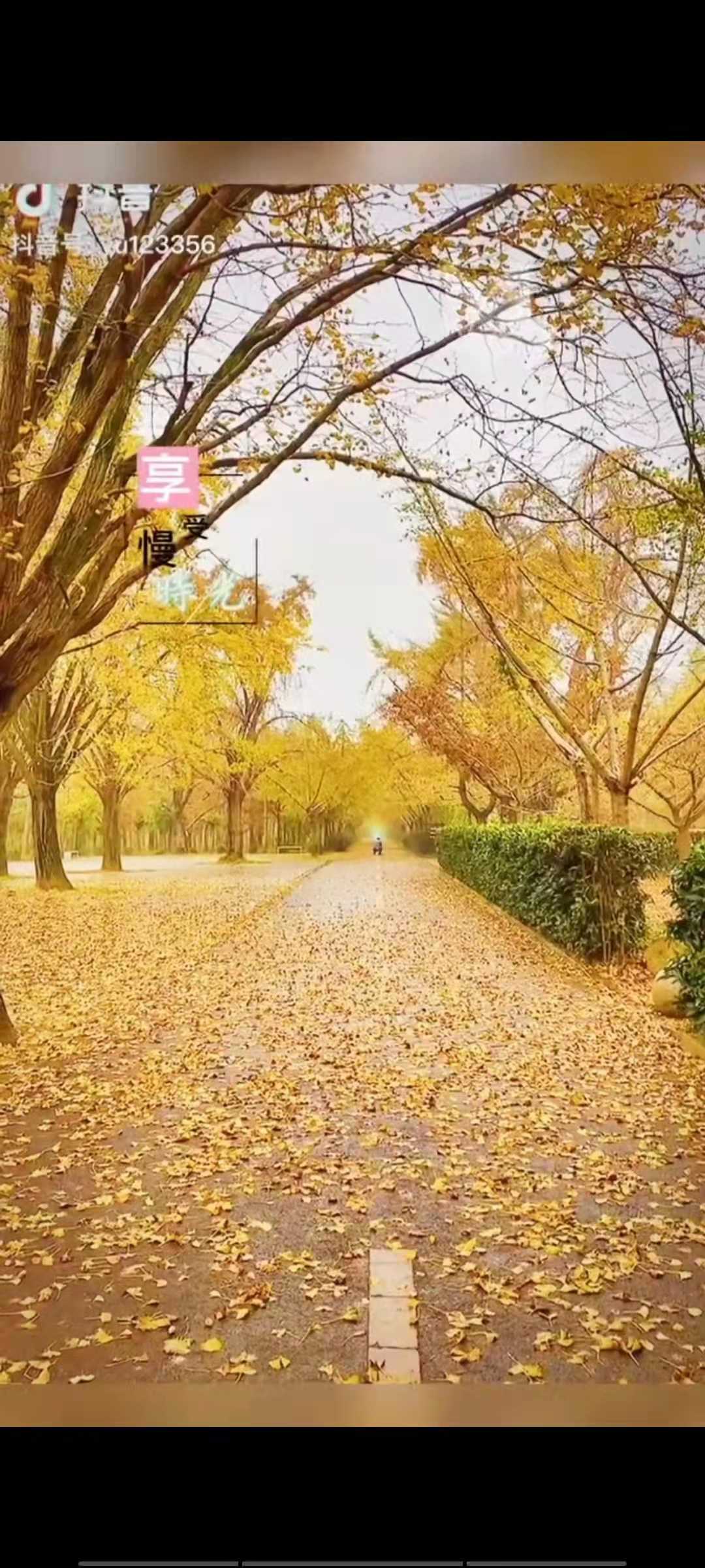 山东中华银杏园冬景
